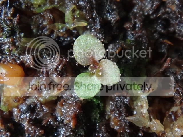 Stylidium_semipartitum_seedling1.jpg