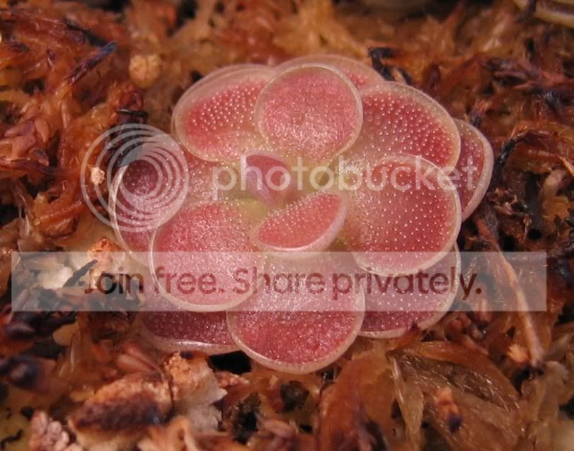 pinkjaumav.jpg
