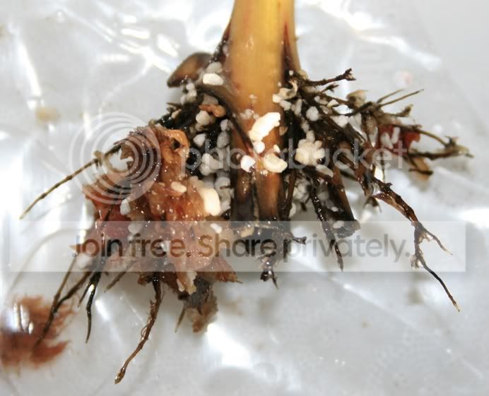 sangorangecuttingroots.jpg