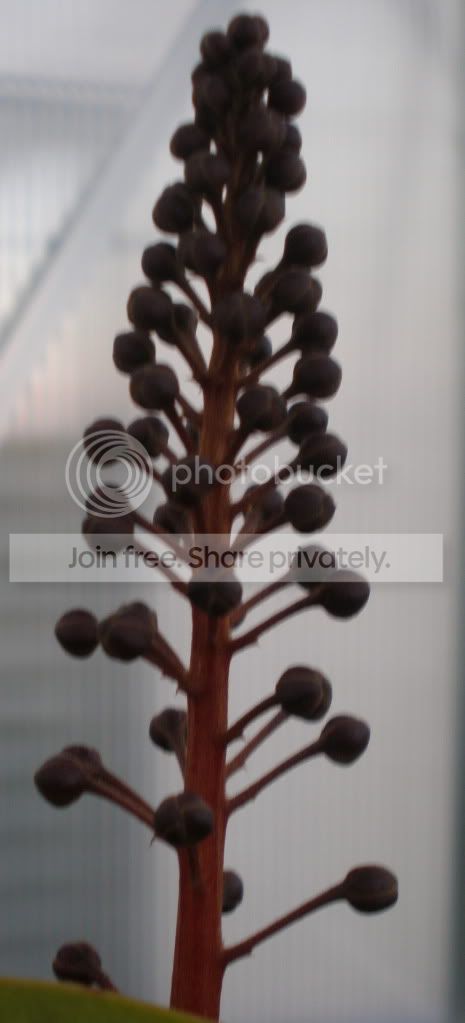 VentredxTalangflower.jpg