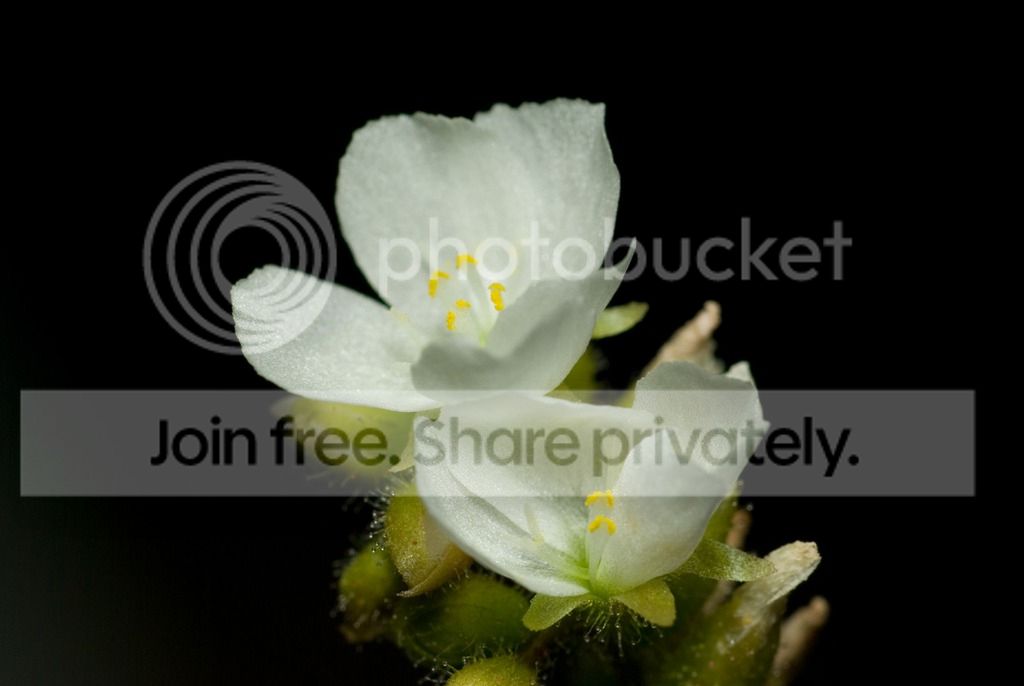 IMGP1110_zpsbdcjcgrh.jpg