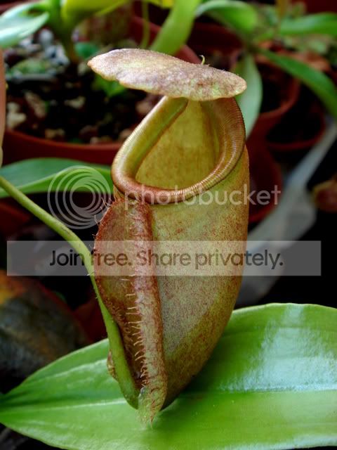 treubiana_pitcherR.jpg