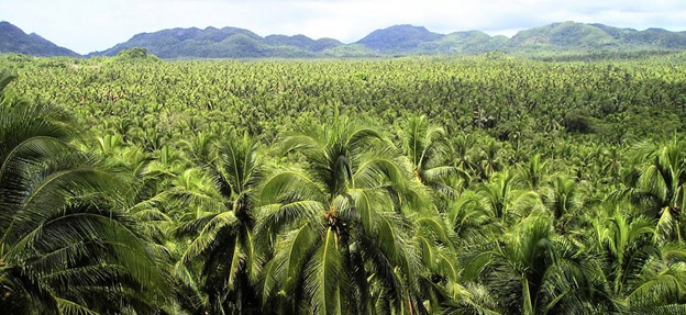 coconut-garden.jpg