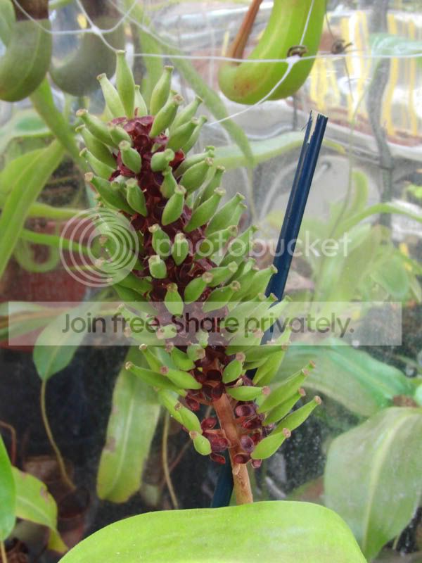 NVikingflowertruncata.jpg