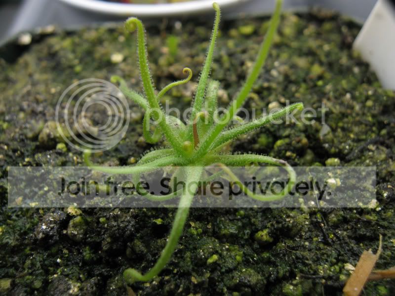 filifolia.jpg