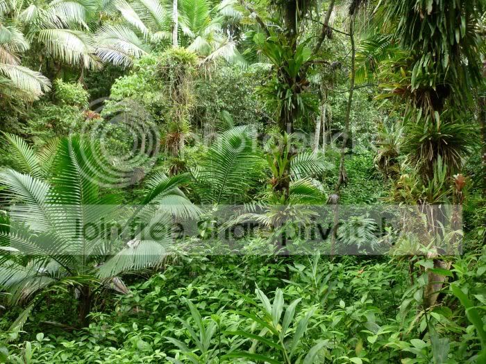 elYunque-understory7RS.jpg