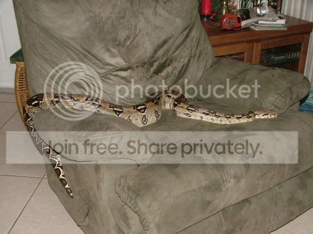 inurchairbeinasnake.jpg