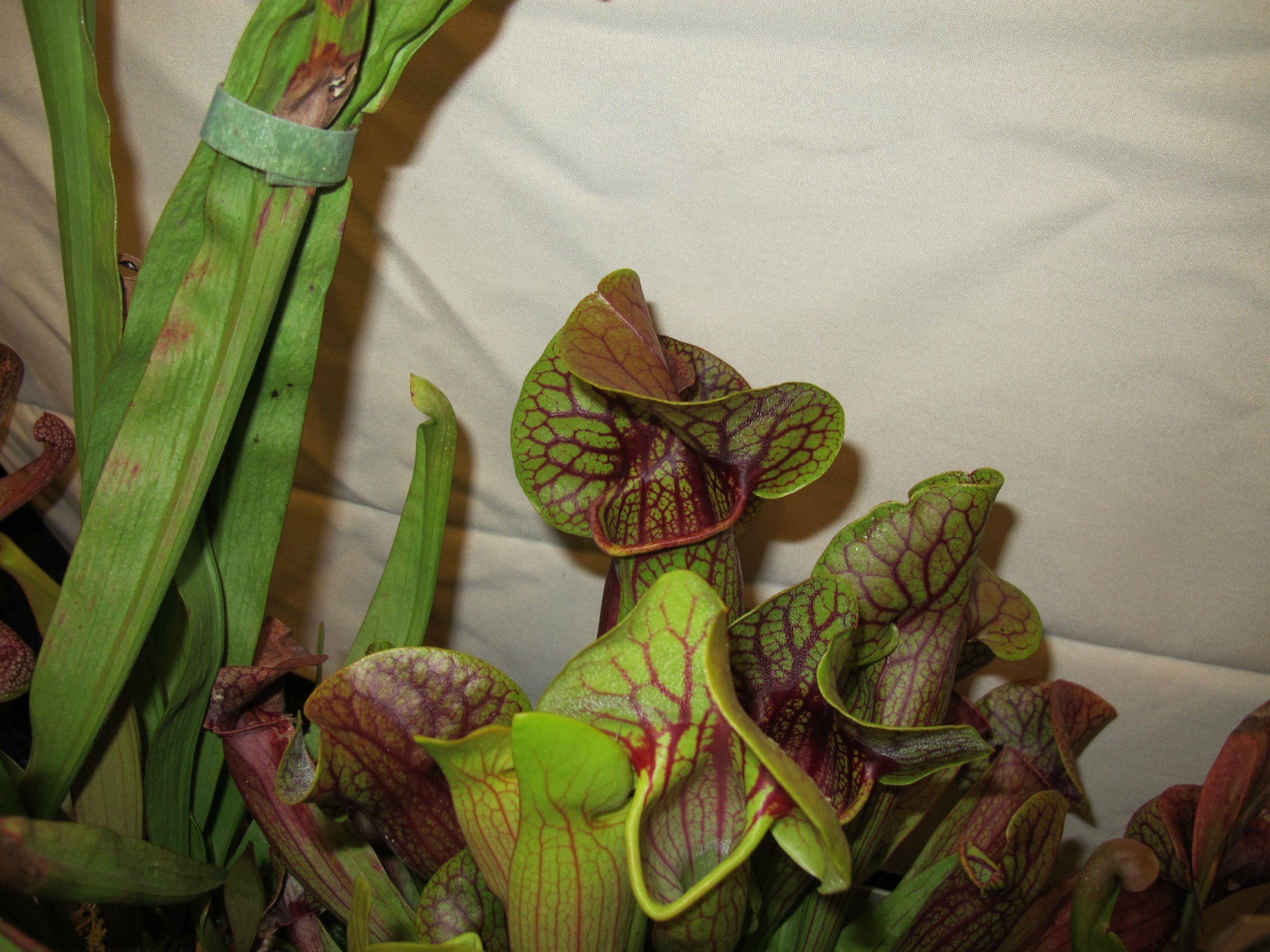 hbZcZ.jpg