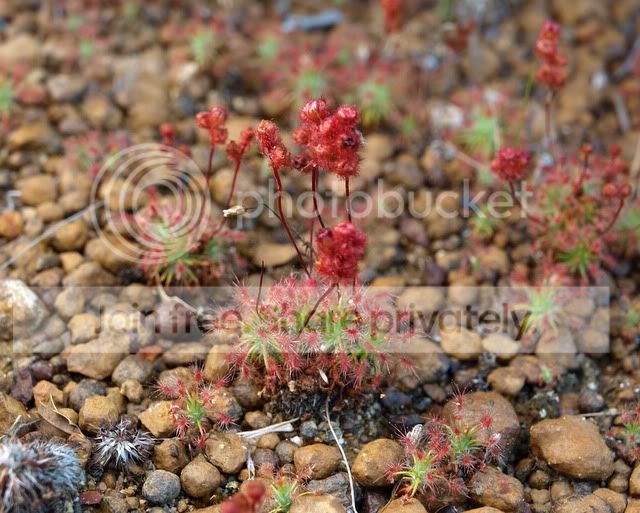 Drosera_barbigera_clump.jpg