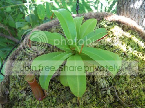 Nventricosa01_9-13-11.jpg