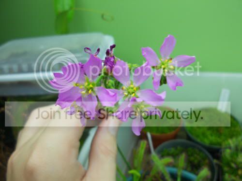 Dcapensis_11-11-11.jpg