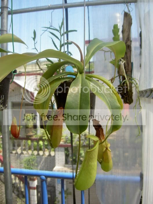 NepenthesNOID2hybrid-060512_2.jpg