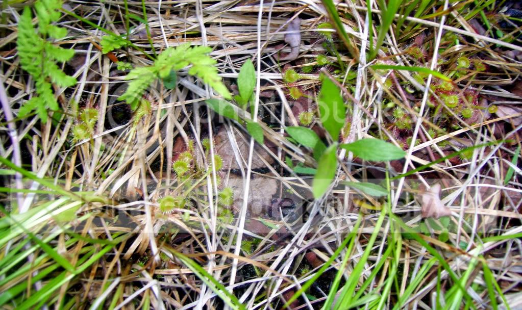 100_4067.jpg