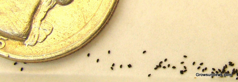 Capillaris_Polk_CO_FL_seeds-1.JPG