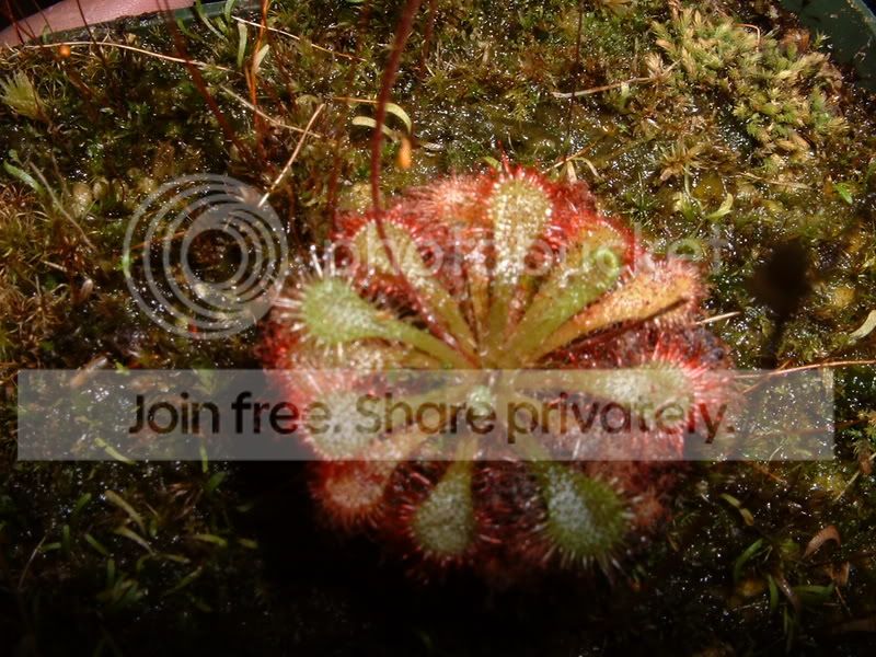 plants005.jpg