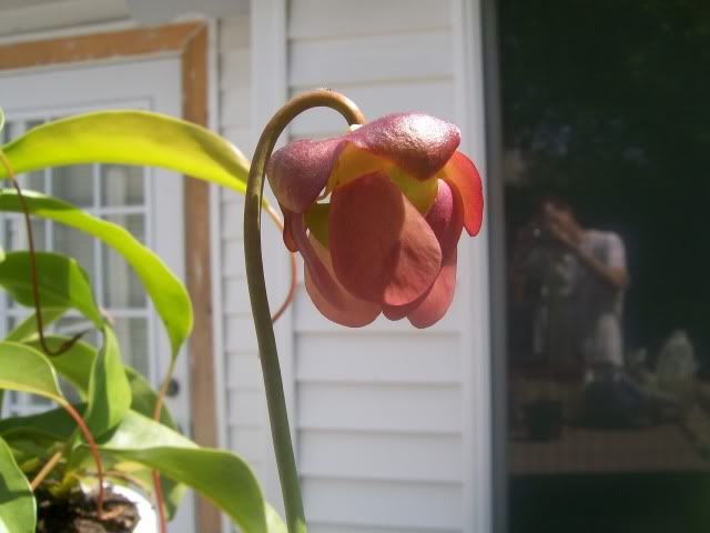 flower2.jpg