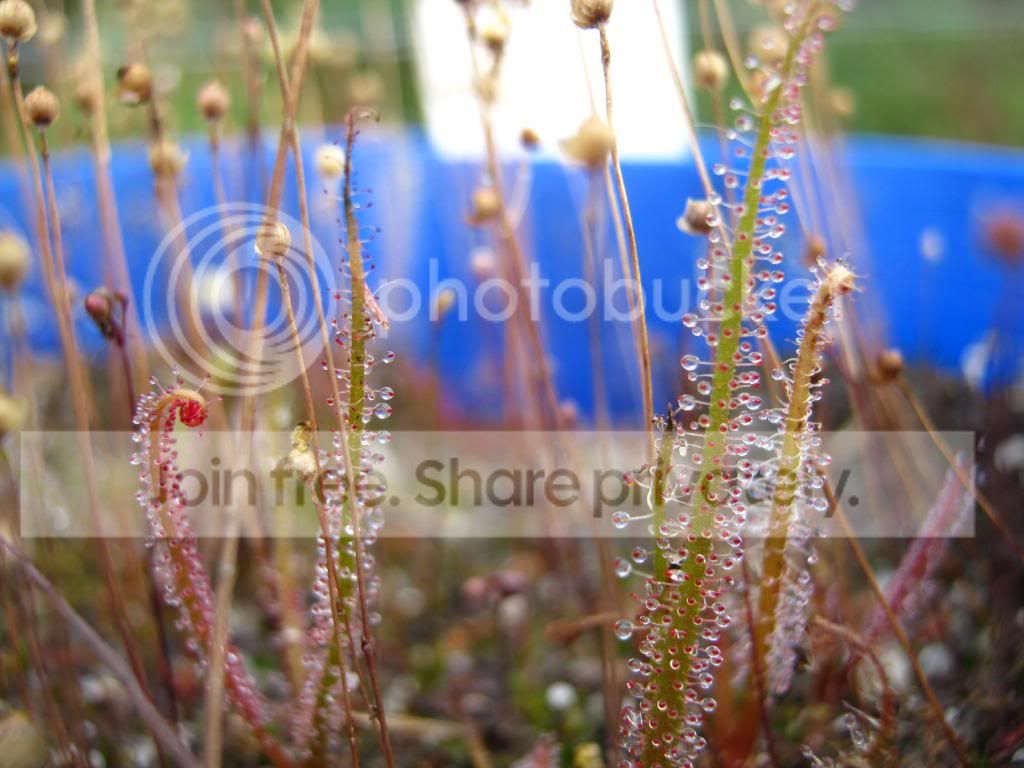 IMG_0008-2_zps4f8c4a56.jpg