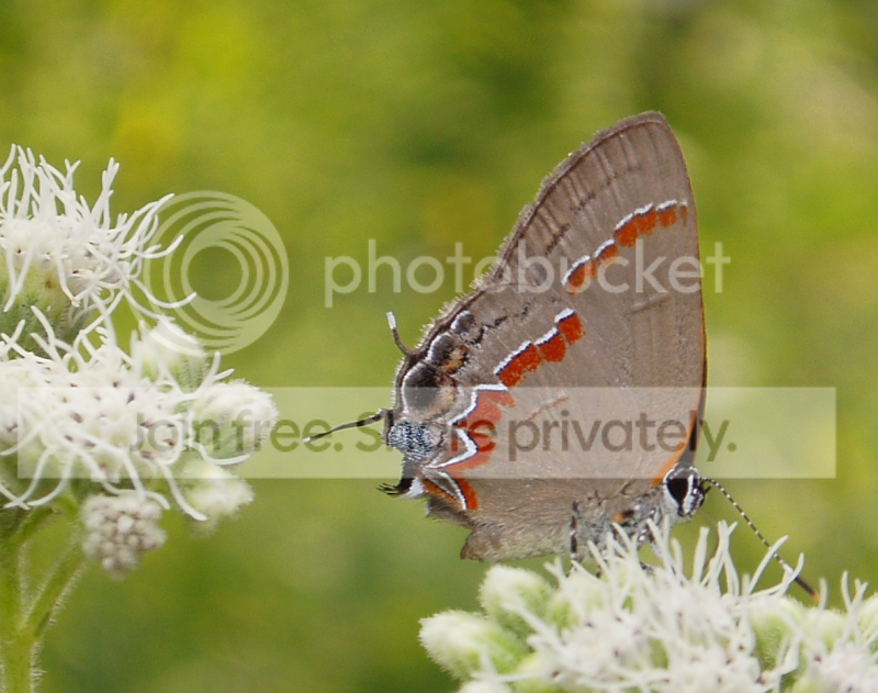 BflyRedbanded081406RS.png