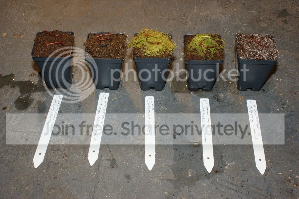 Leaf%20Cutting_013.jpg