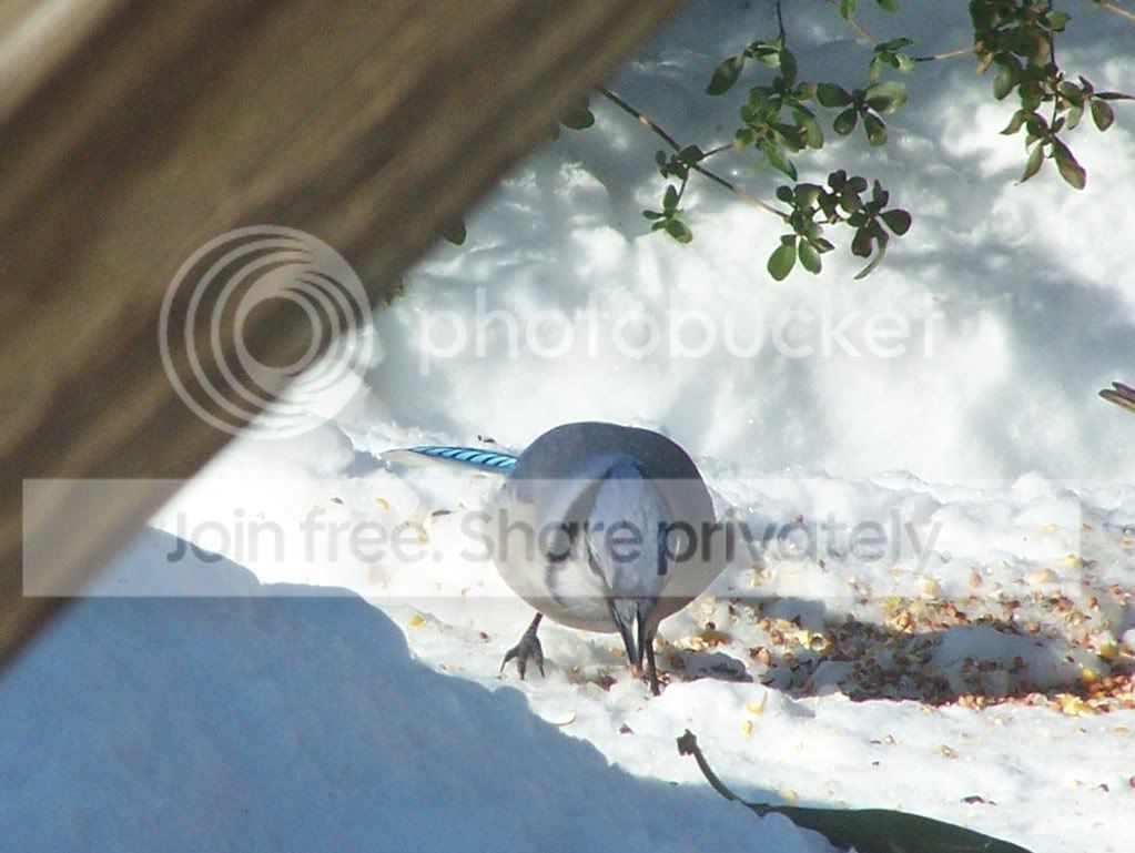 birds028-1.jpg