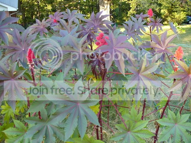 Ricinus.jpg