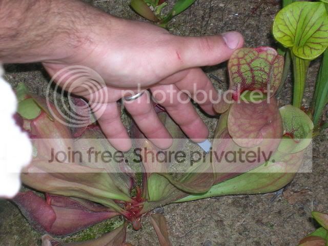 DSCN1750.jpg