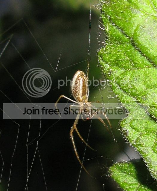 IMG_2730-spider-on-tomato-plant.jpg