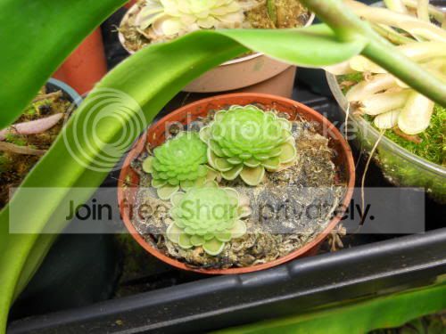 Pjuavamensis_1-24-12.jpg