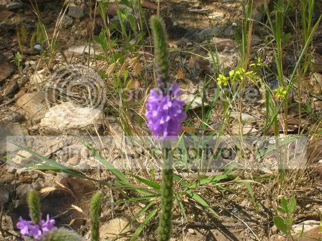 flower1.jpg