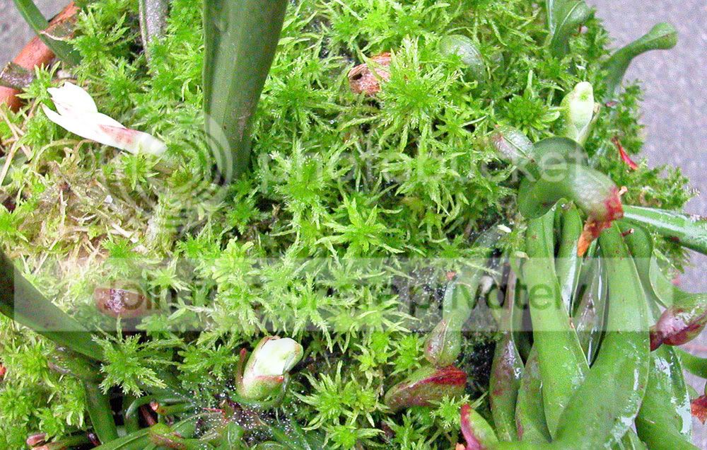 CobraPlant4.jpg