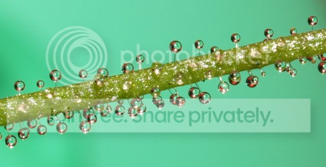 byblis_aquatica_dewdrops4_010912.jpg