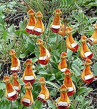 calceolaria_darwinii.jpg