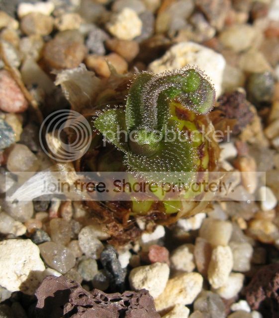 IMG_9179-P-heterophylla-AW-July-17-2012.jpg