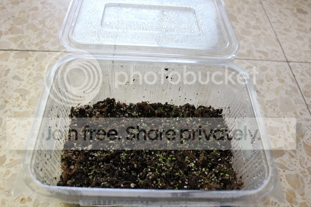 sanguineaseeds.jpg