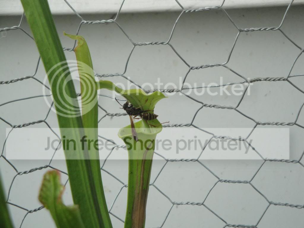 DSC03501.jpg
