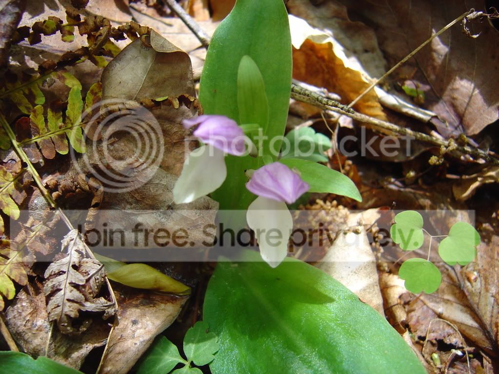 DSC03690.jpg