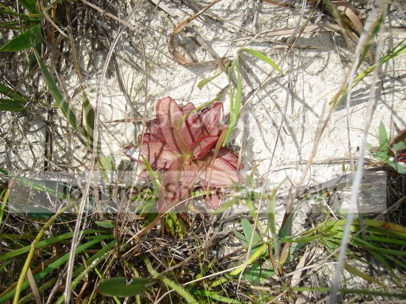 Apalachicola008.jpg
