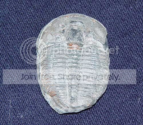 otherTrilobite.jpg