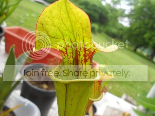 SoreoXleah_6-14-12.jpg