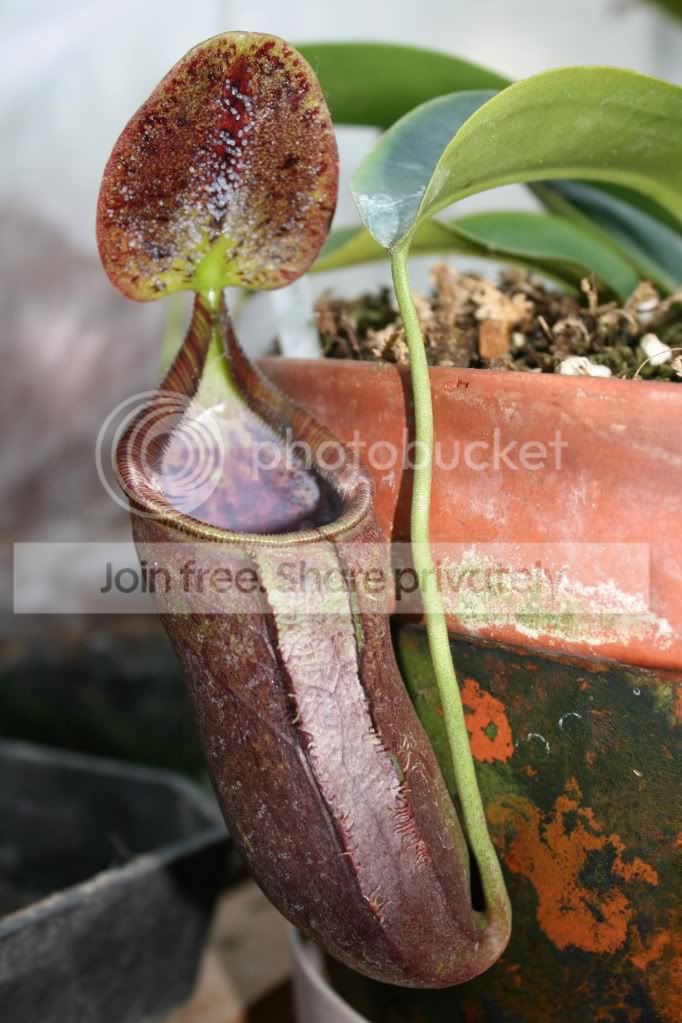 lowiixcampanulata1.jpg