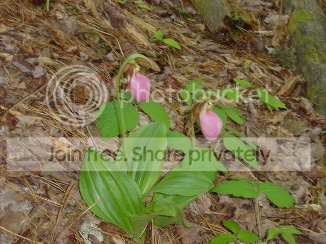 DSC00707.jpg