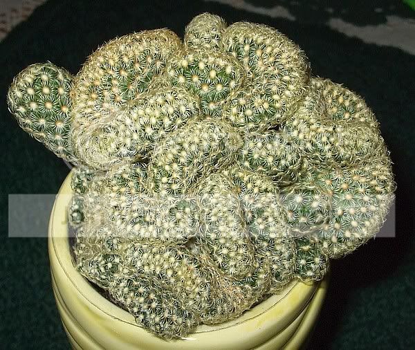 Cactiandsucculents3005.jpg