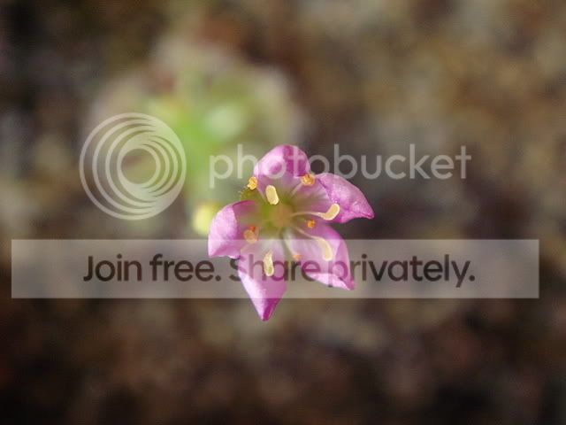 pygmies_flower1.jpg