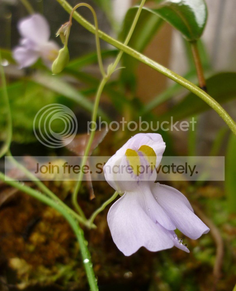 UnephrophyllaxUnelumbifoliaflower101812insituRS.jpg