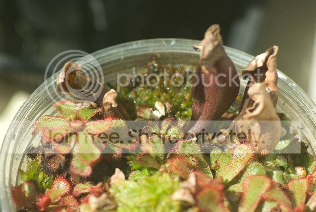IMGP2216_zpssgsspr2i.jpg