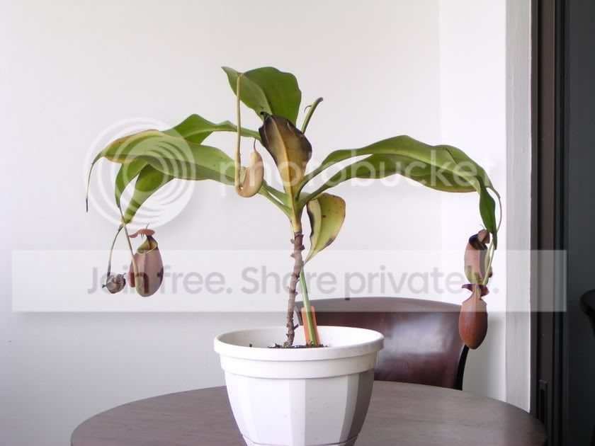 bical_plant.jpg
