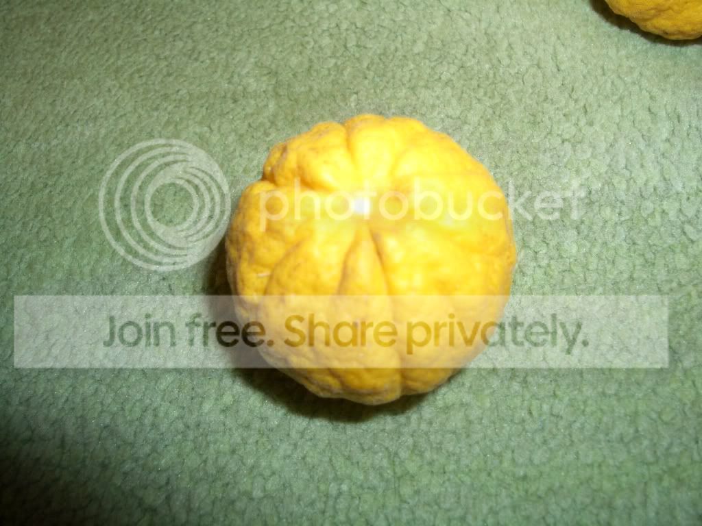 IMGP6226.jpg