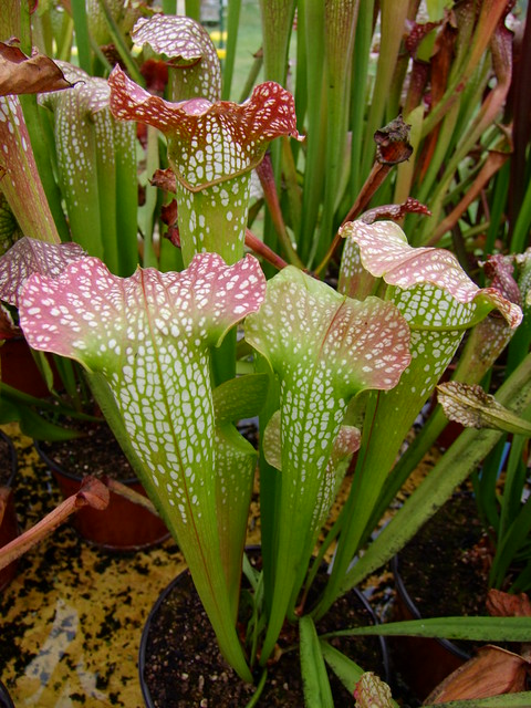 6135757353_0e41675ec1_z.jpg
