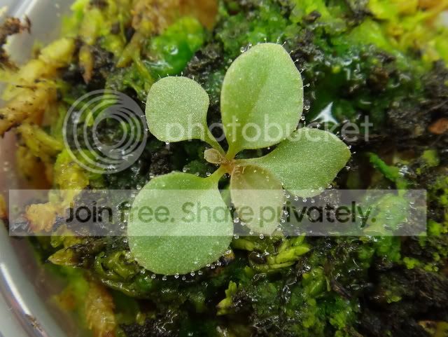 Stylidium_semipartitum_seedling_28May.jpg