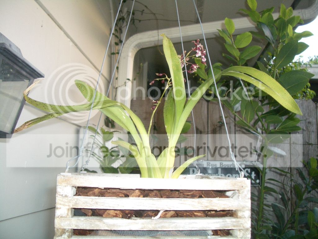 IMGP7453.jpg